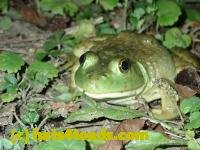 /home//u458753944/public_html/sourcegallery////////////////////////////////Frogs/Bullfrogs 2020-09 Upper Merion/P9280693.JPG
